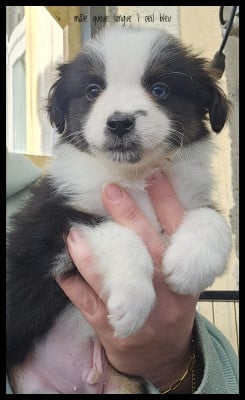 Les chiots de Berger Américain Miniature 