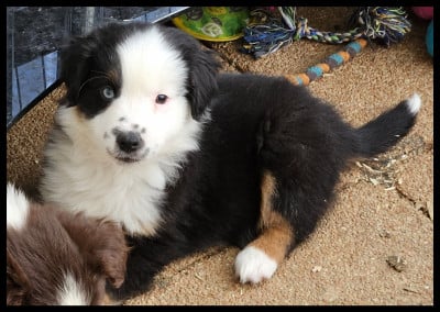 Les chiots de Berger Américain Miniature 