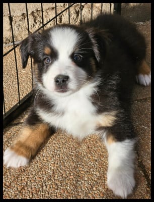 Les chiots de Berger Américain Miniature 