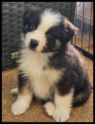 Les chiots de Berger Américain Miniature 