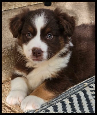 Les chiots de Berger Américain Miniature 