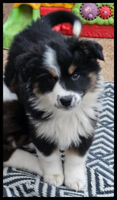 Les chiots de Berger Américain Miniature