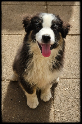 Les chiots de Berger Américain Miniature