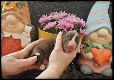 Les chiots de Berger Américain Miniature 