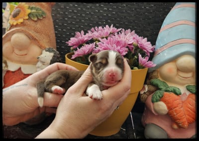 Les chiots de Berger Américain Miniature 
