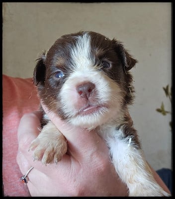 Les chiots de Berger Américain Miniature