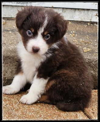Les chiots de Berger Américain Miniature 