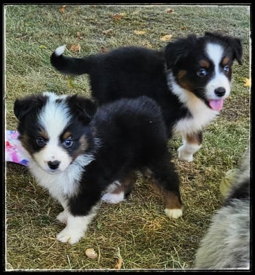 Les chiots de Berger Américain Miniature 