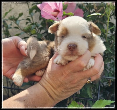 Les chiots de Berger Américain Miniature