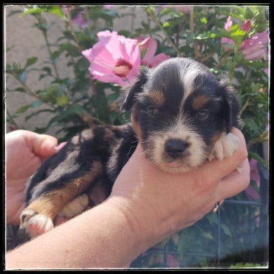 Les chiots de Berger Américain Miniature