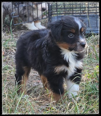 Les chiots de Berger Américain Miniature 
