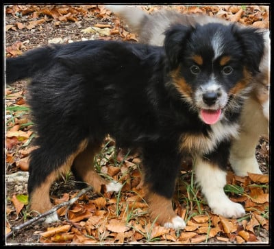 Les chiots de Berger Américain Miniature 
