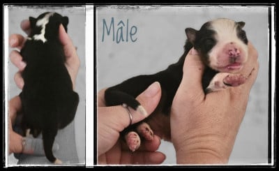Chiot N°4 - Berger Américain Miniature 