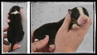 Chiot N°8 - Berger Américain Miniature 