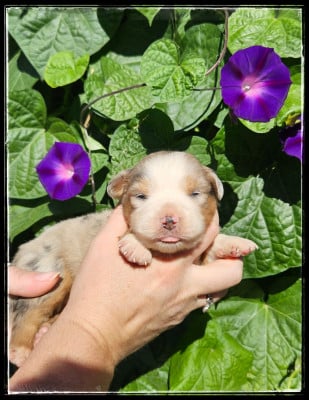 Chiot N°5 - Berger Américain Miniature 