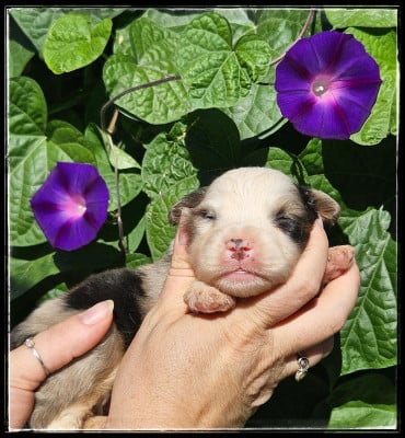 Chiot N°1 - Berger Américain Miniature 