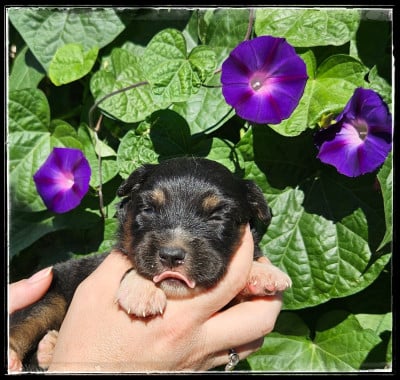 Chiot N°7 - Berger Américain Miniature 