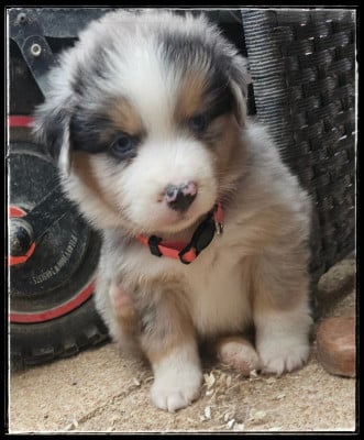 Les chiots de Berger Américain Miniature 