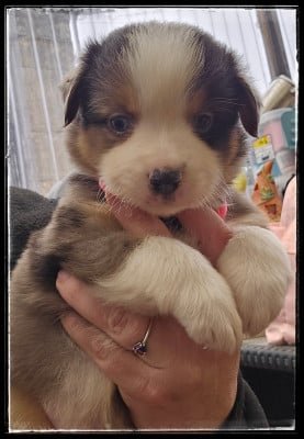Les chiots de Berger Américain Miniature 