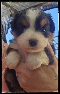 Les chiots de Berger Américain Miniature 