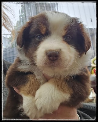 Les chiots de Berger Américain Miniature 