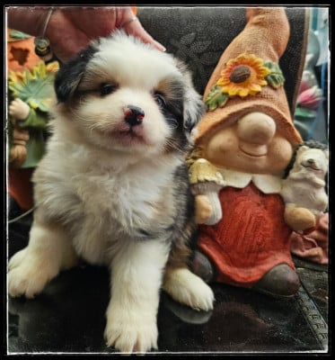 Les chiots de Berger Américain Miniature 