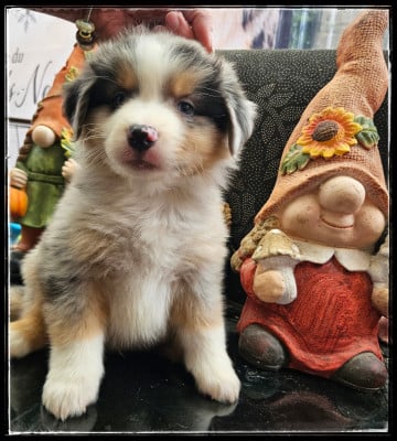 Les chiots de Berger Américain Miniature 