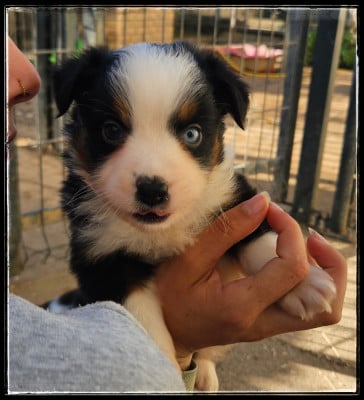 Les chiots de Berger Américain Miniature 
