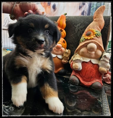 Les chiots de Berger Américain Miniature 