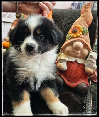 Chiot N°5 - Berger Américain Miniature 