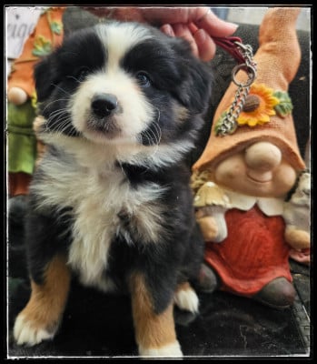 Chiot N°3 - Berger Américain Miniature 