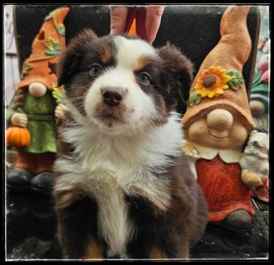 Chiot N°2 - Berger Américain Miniature 