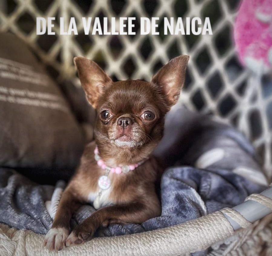 Publication : De La Vallée De Naica