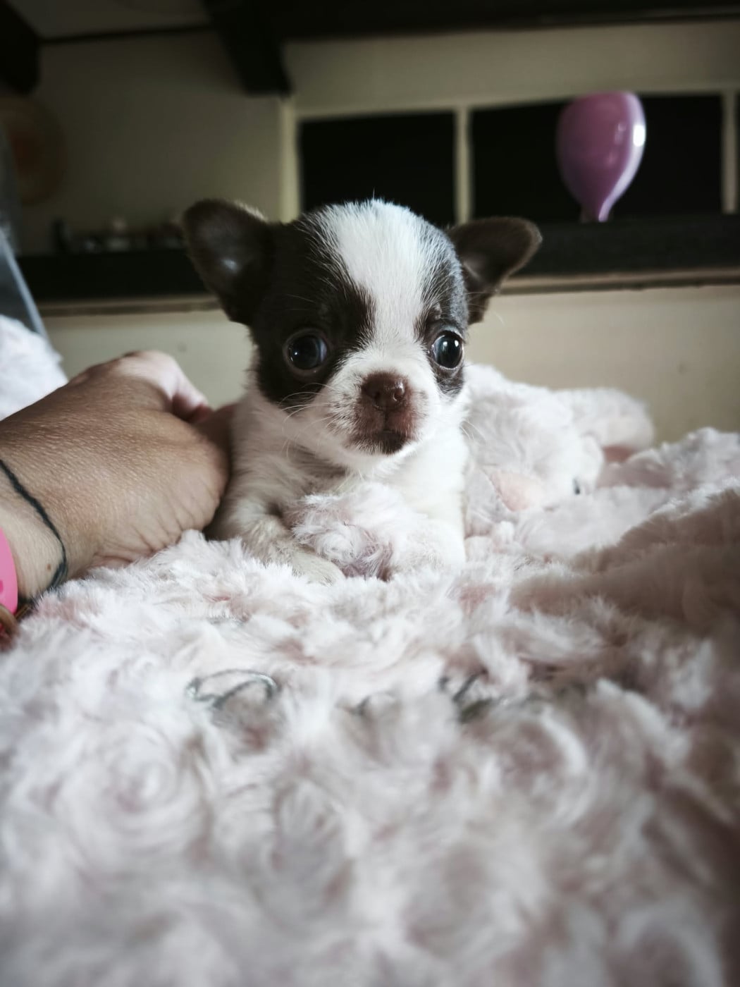 Mini poupée issue d une autre portée - Chihuahua