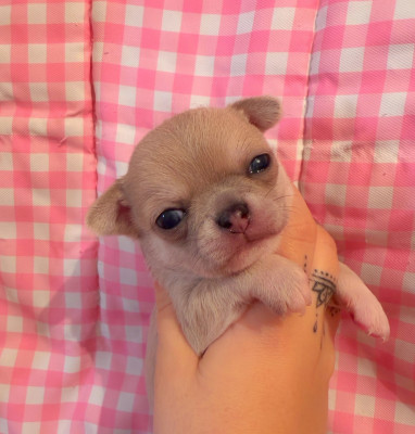 Les chiots de Chihuahua