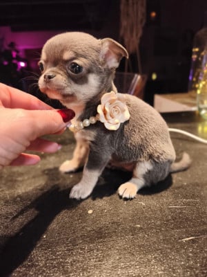 Les chiots de Chihuahua