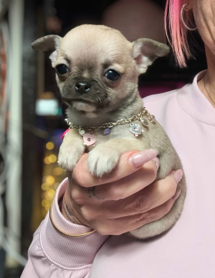 Les chiots de Chihuahua