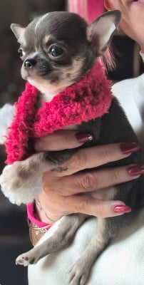 Les chiots de Chihuahua