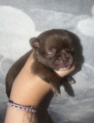 Les chiots de Chihuahua