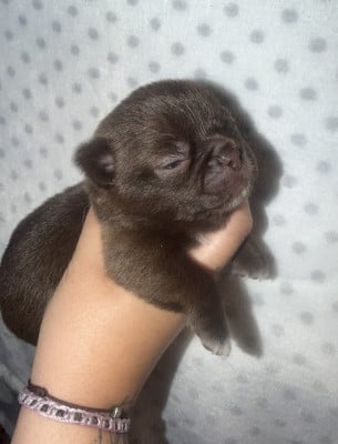 Male choco fonce - Chihuahua