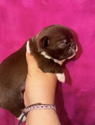 Femelle choco foncé - Chihuahua