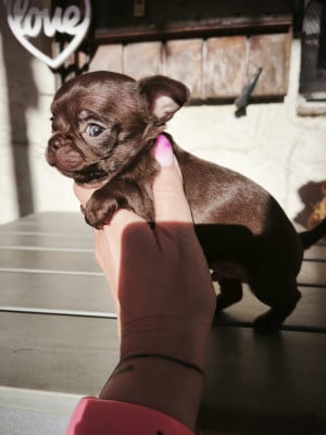Les chiots de Chihuahua