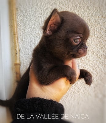 Les chiots de Chihuahua