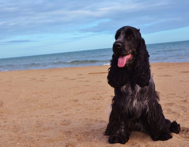 Publication : De L'Empire Des Joyaux Auteur : Raulet M