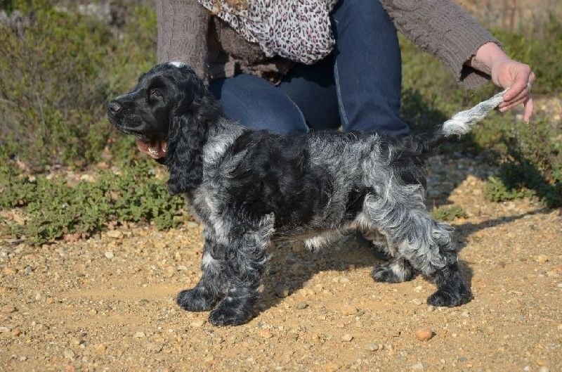 Publication : De L'Empire Des Joyaux Auteur : Raulet M