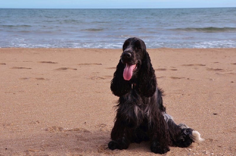 Publication : De L'Empire Des Joyaux Auteur : Raulet M