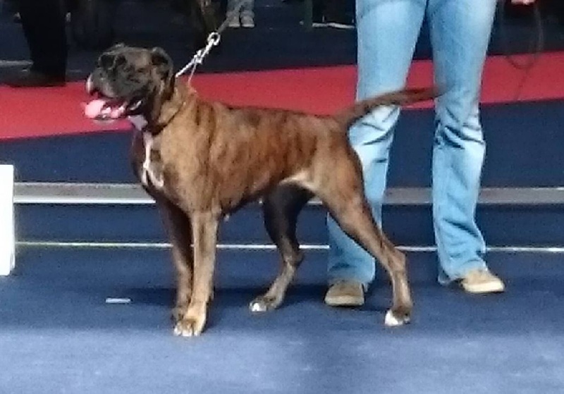 Grany smith des Tendres Rebels - 1 EXCELLENT