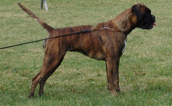 Grany smith des Tendres Rebels - 4° Très bon - classe Jeune