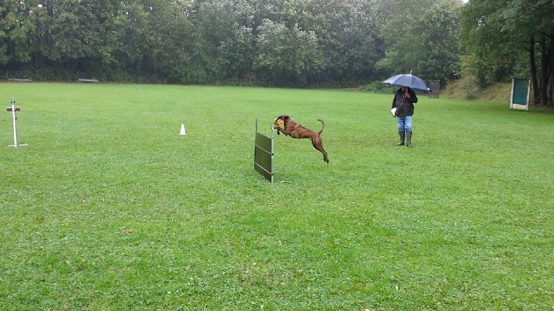 Grany smith des Tendres Rebels - 287 pts - Mention Excellent