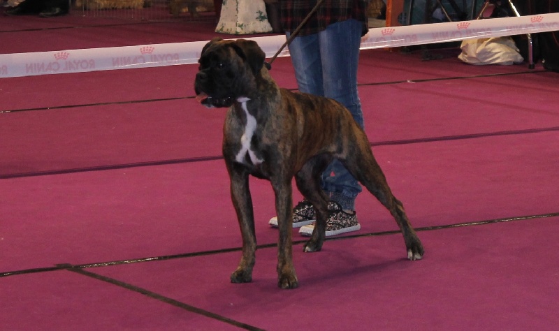 Grany smith des Tendres Rebels - 3 Très Bon - Classe Jeune